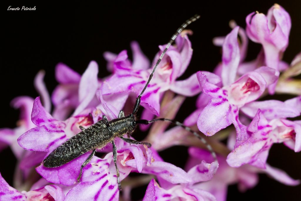 Cerambycidae: Agapanthia villosoviridescens